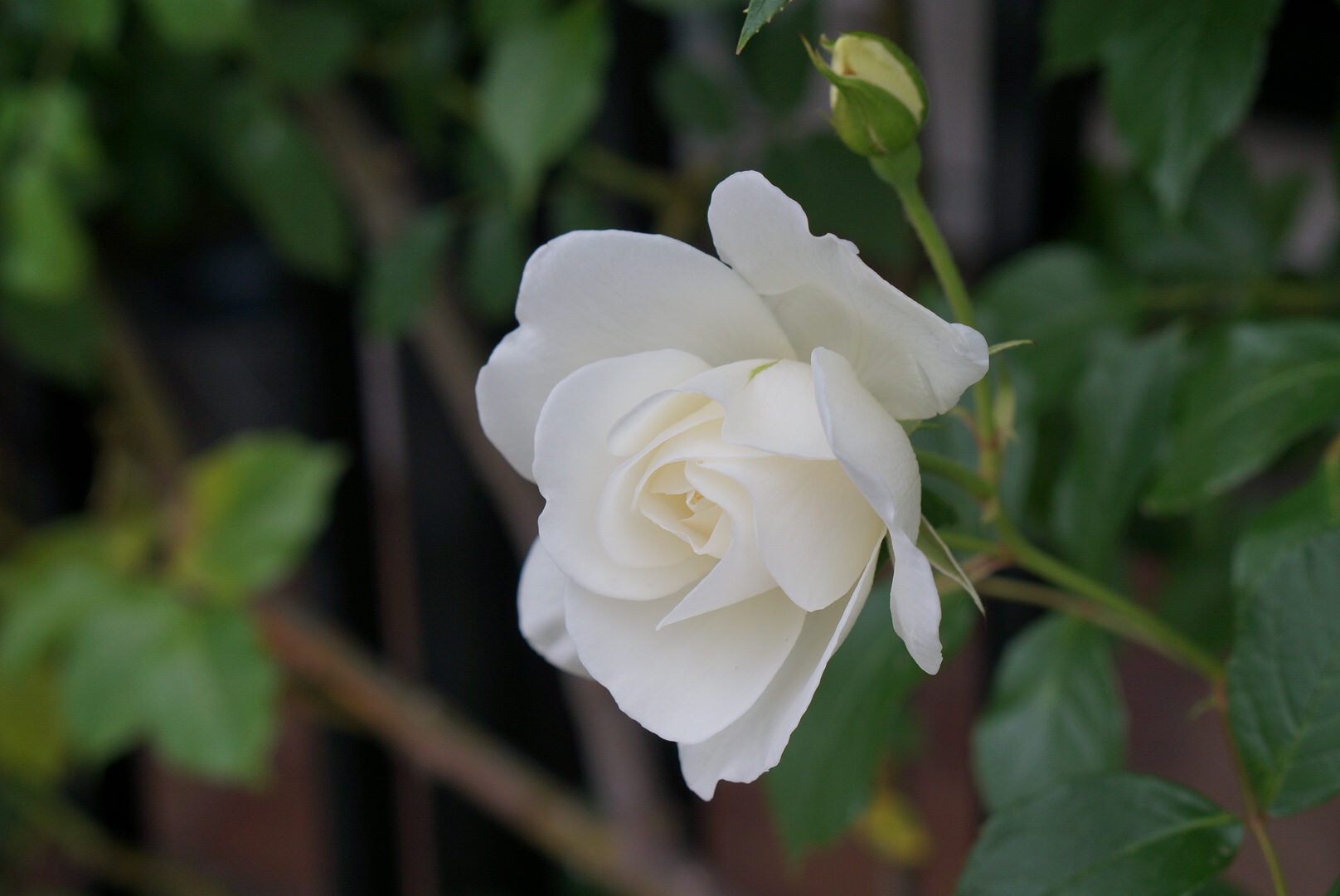 オススメの白つるバラ品種紹介 降り注ぐように咲いてくれるアイスバーグ バラの庭と秘密の温室