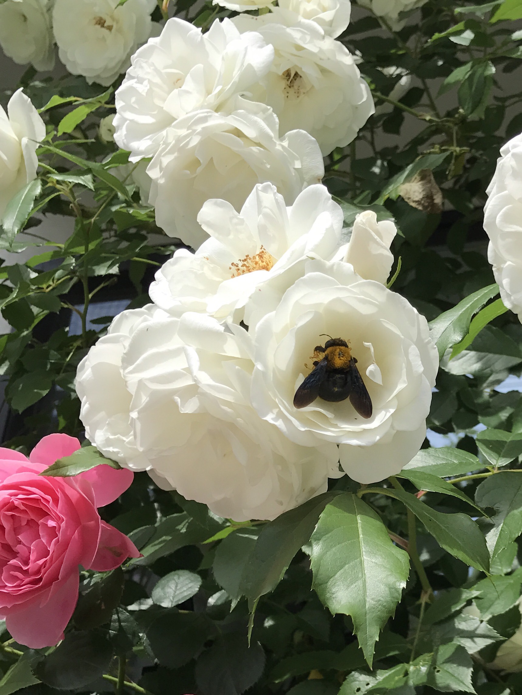 白のつるバラ 優しい印象のアイスバーグ バラの庭と秘密の温室