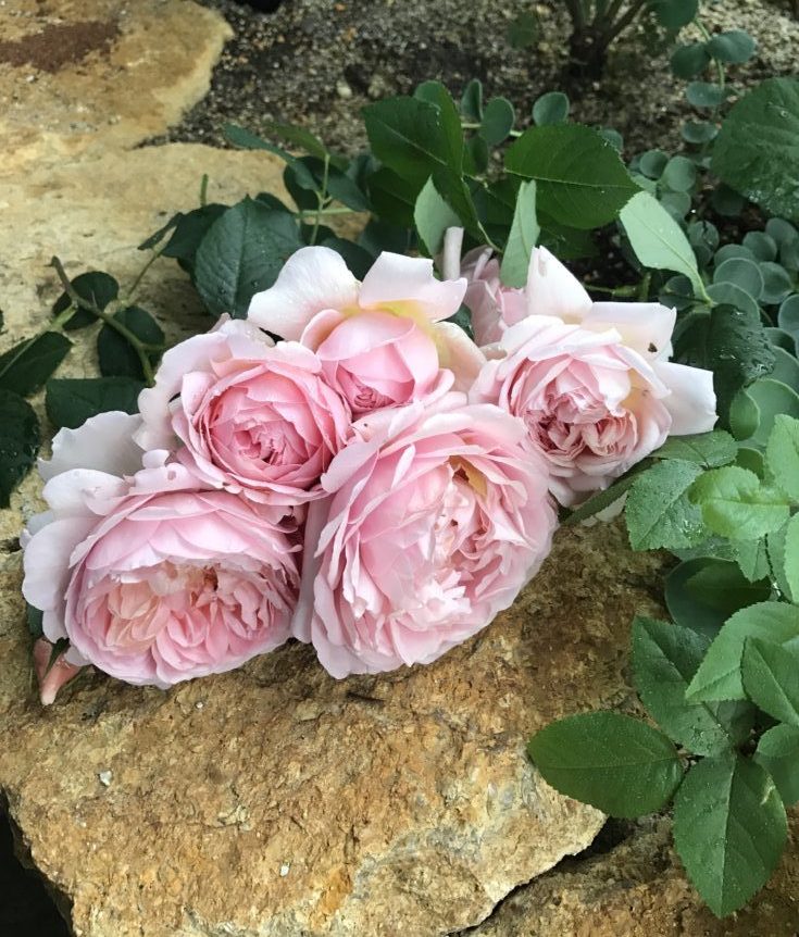 初めてのバラにオススメ ギヨー ソニアリキエル バラの庭と秘密の温室