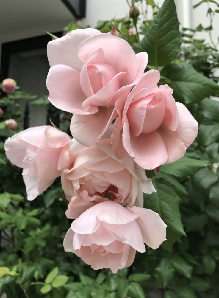 四季咲き強健強香 ３拍子揃ったバラ ナエマ バラの庭と秘密の温室