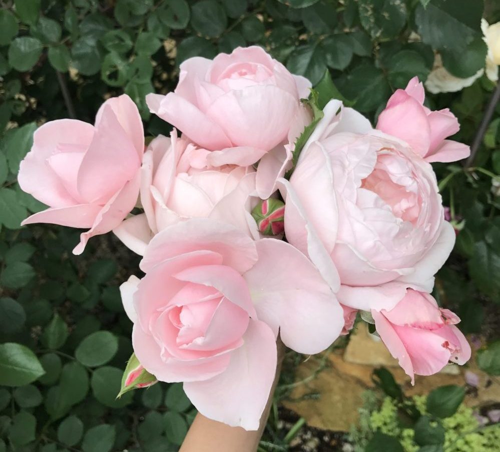 四季咲き強健強香 ３拍子揃ったバラ ナエマ バラの庭と秘密の温室