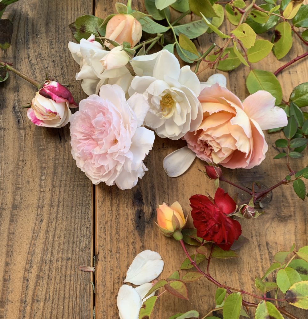 1年中楽しめる 四季咲き性の高いバラ品種 バラの庭と秘密の温室