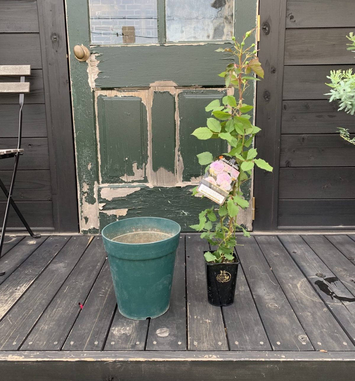 バラの新苗ひとまわり大きな鉢に植え付ける方法 バラの庭と秘密の温室