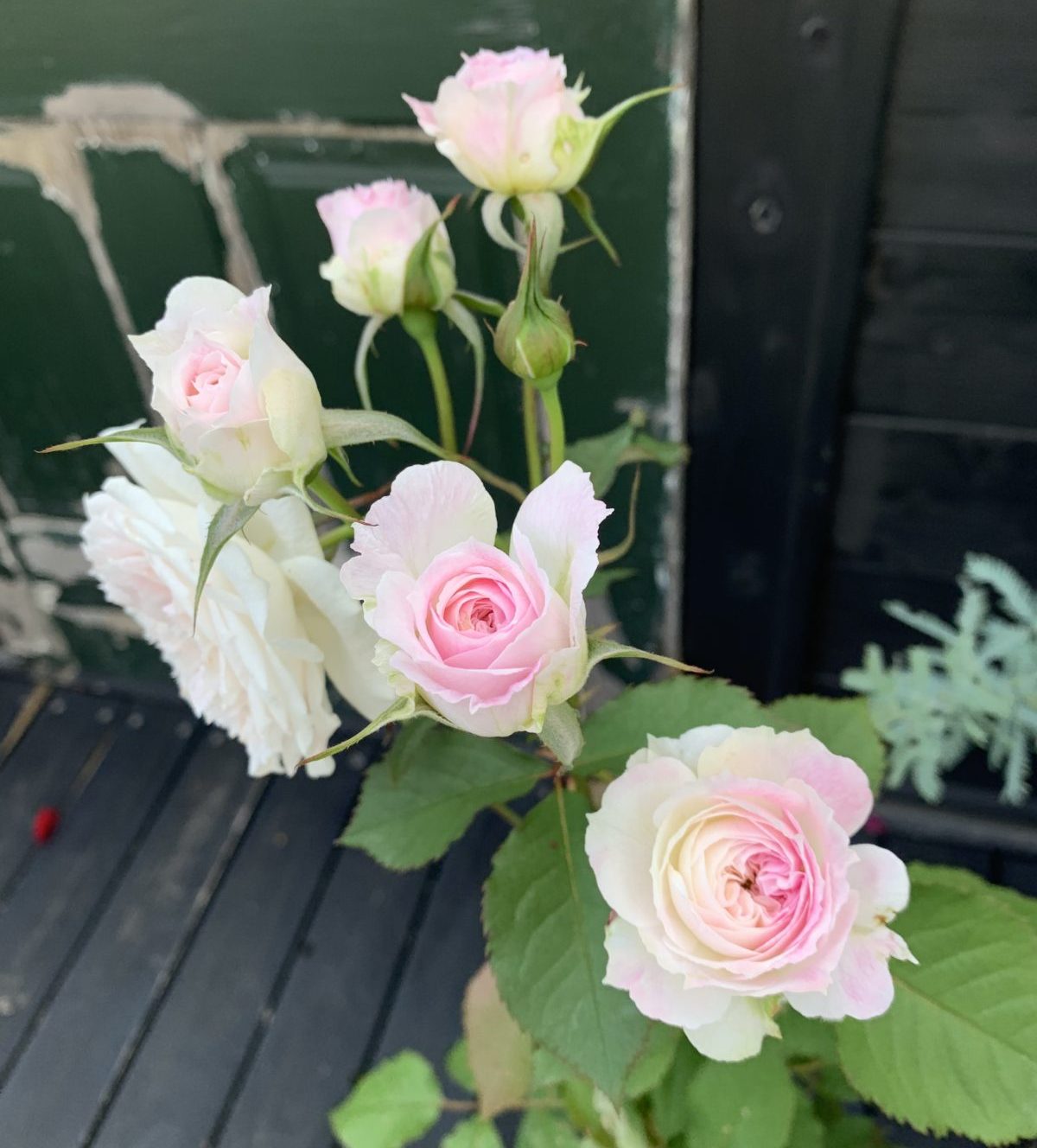 今年お迎えのバラ新苗の経過と ベストな鉢増しのタイミング バラの庭と秘密の温室