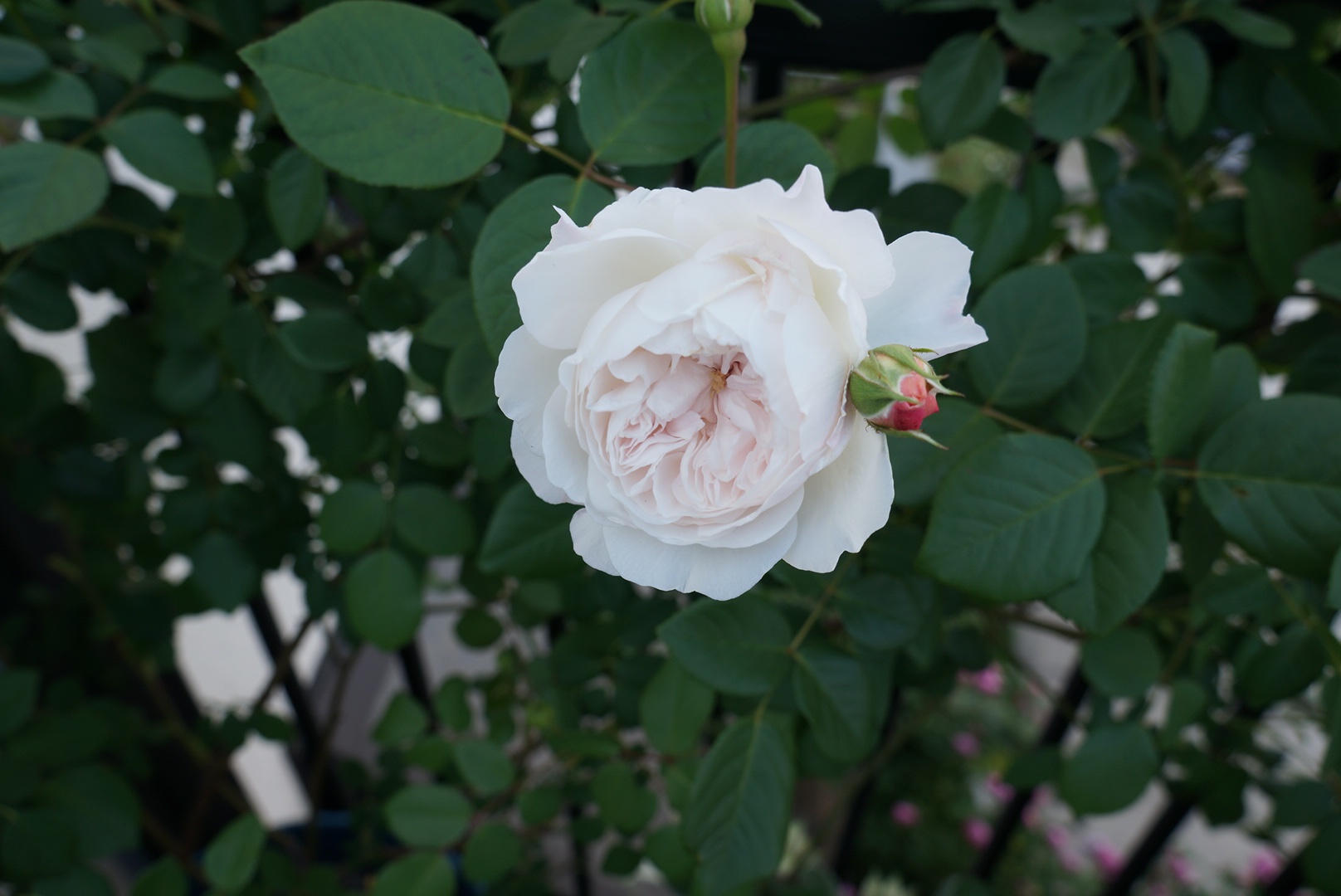 バラのお悩み相談 バラの花びらがなんだか汚い バラの害虫図鑑スリップス バラの庭と秘密の温室