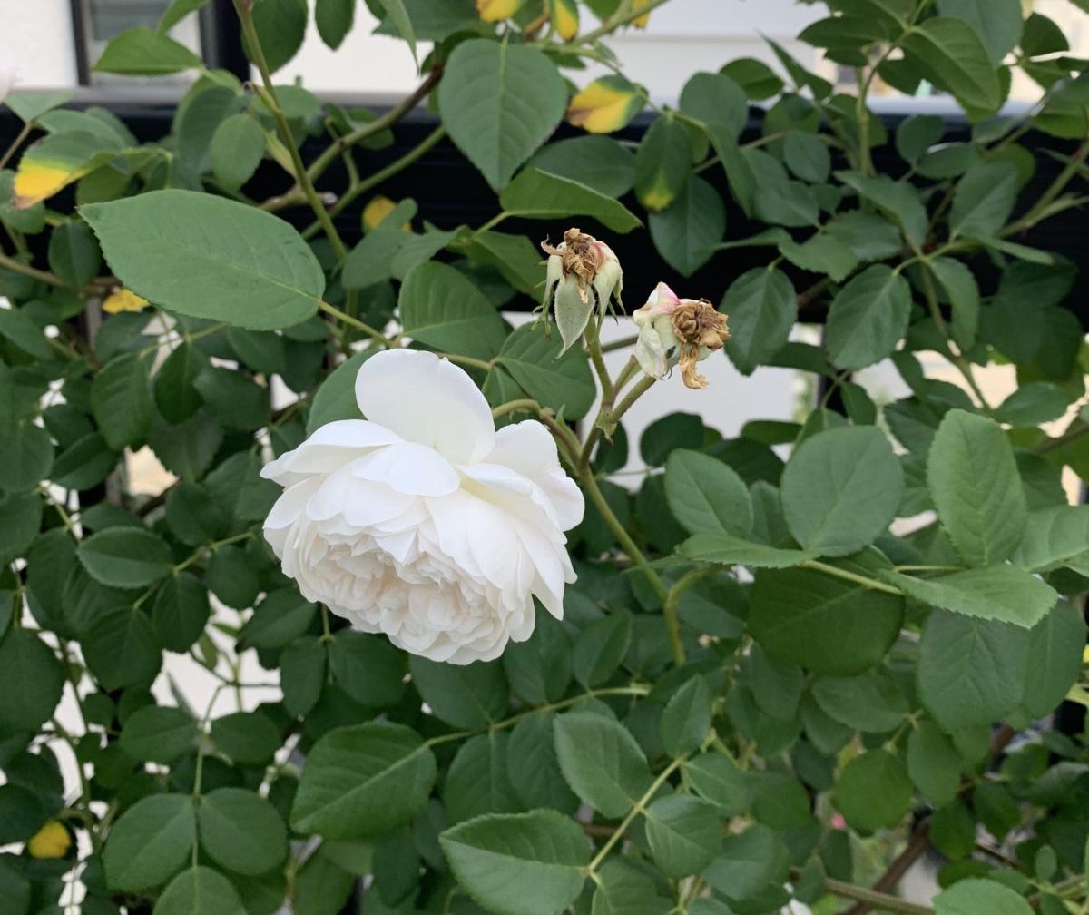花持ち悪いバラの意外なメリット 花持ちの良いバラ悪いバラ バラの上手な品種選び バラの庭と秘密の温室