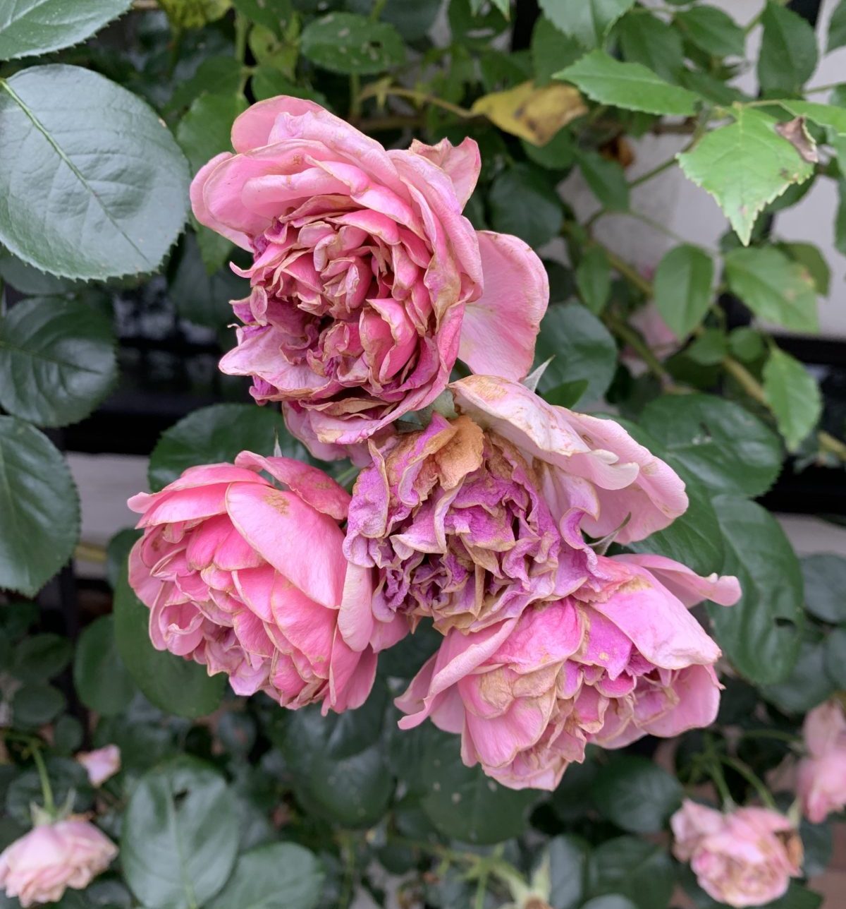 花持ち悪いバラの意外なメリット 花持ちの良いバラ悪いバラ バラの上手な品種選び バラの庭と秘密の温室