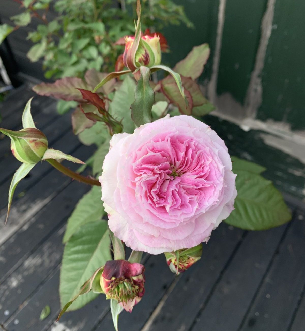 バラの新苗の育て方４ ついに開花 夏から秋にかけてのお手入れ手順 バラの庭と秘密の温室