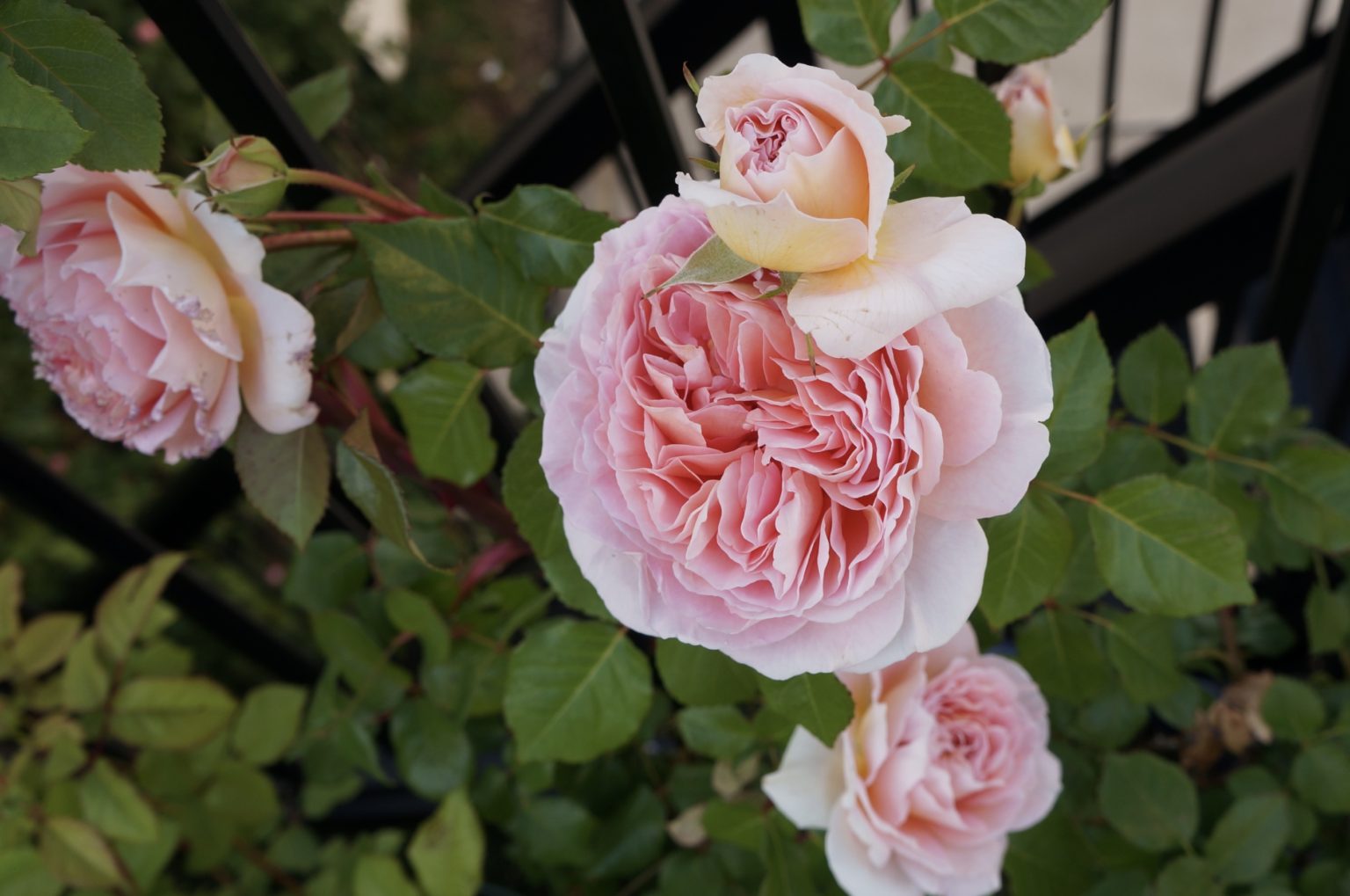 花持ちの良いイングリッシュローズランキング バラの庭と秘密の温室