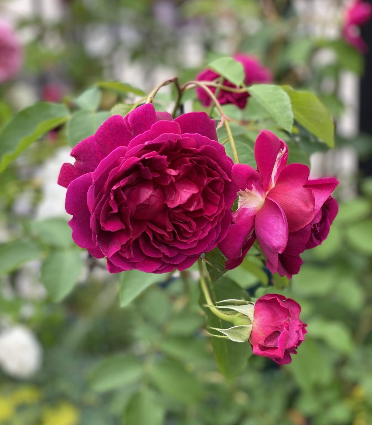 廃番イングリッシュローズシリーズ ウィリアムシェイクスピア00 バラの庭と秘密の温室