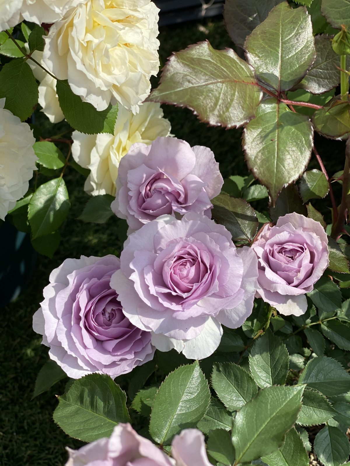 ロサオリエンティスのバラ リラを迎えて2021 | バラの庭と秘密の温室