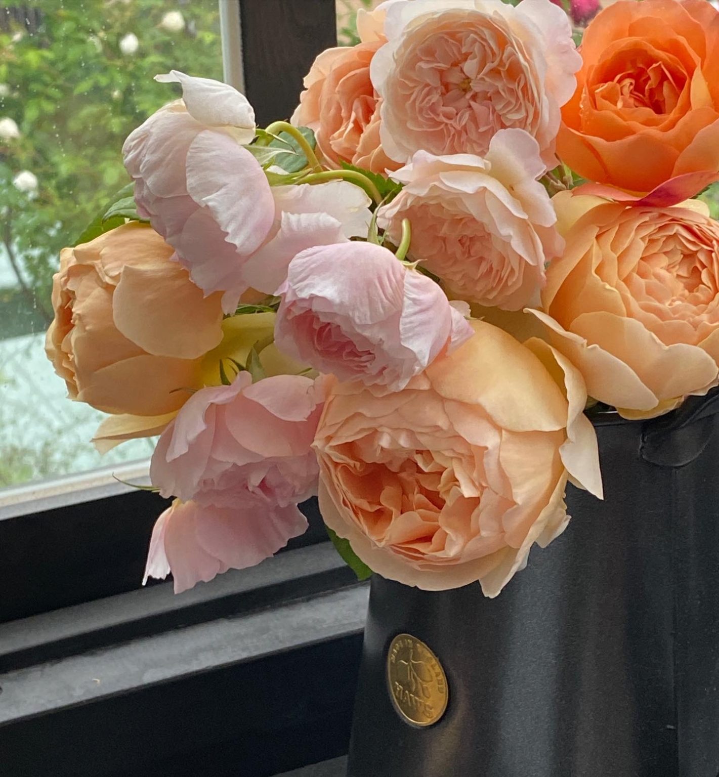 イングリッシュローズ ジュードジオブスキュアの花保ちは 22年春 バラの庭と秘密の温室